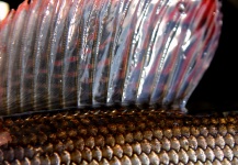 Black Fly Eyes Flyfishing 's Fly-fishing Picture of a Grayling – Fly dreamers 