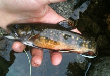 George Liddicoat 's Fly-fishing Photo of a Brook trout – Fly dreamers 