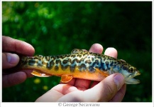 George Secareanu 's Fly-fishing Catch of a Tiger Trout – Fly dreamers 