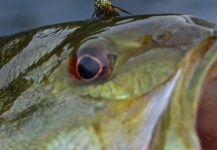 Richard Majeau 's Fly-fishing Image of a Smallmouth Bass – Fly dreamers 