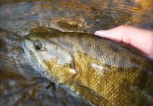 Fly-fishing Photo of Smallmouth Bass shared by Ryan Walker – Fly dreamers 