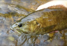 Fly-fishing Pic of Smallmouth Bass shared by Ryan Walker – Fly dreamers 