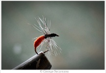 Fly for Whitefish - Picture by George Secareanu – Fly dreamers 
