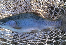 Fly-fishing Image of Rainbow trout shared by Brett Burleigh – Fly dreamers
