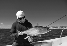Fly-fishing Pic of False Albacore - Little Tunny shared by Taylor Brown – Fly dreamers 
