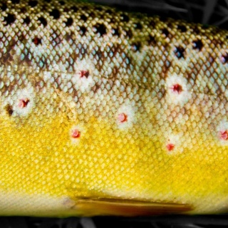 Wild Blackwater trout spots