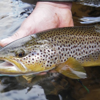 River Eden Wild trout  2014