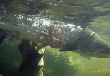 Kristinn Ingolfsson 's Fly-fishing Image of a Atlantic salmon – Fly dreamers 