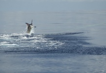 Mikko Hautanen 's Fly-fishing Photo of a Blue Marlin – Fly dreamers 
