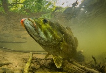 Kevin Feenstra 's Fly-fishing Photo of a Smallmouth Bass – Fly dreamers 