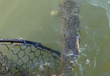 Impressive Fly-fishing Situation of Browns shared by Jason McReynolds 