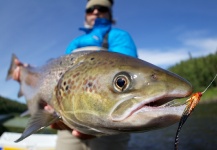 Fly-fishing Picture of Atlantic salmon shared by Tom Hradecky – Fly dreamers
