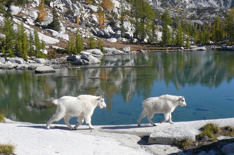 Mountain Goats. Enchantment Wilderness, Cascade Range, WA state USA