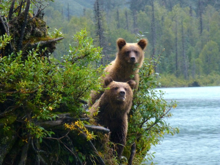 Alaska Brown Bears watching a fly fisherman.