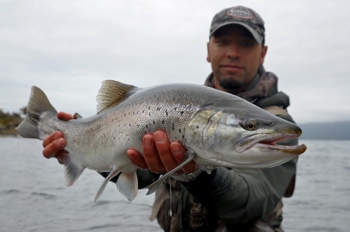 Chilean lake trout
