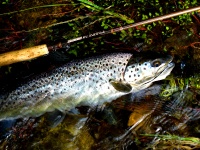 Fly fishing picture