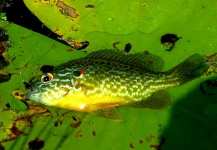 Panfish