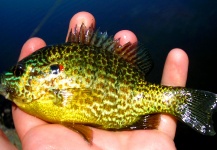 Panfish fly fishing - Fly dreamers