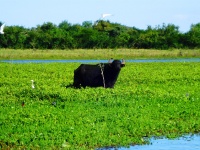 Foto de pesca con mosca