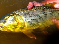 Foto de pesca con mosca