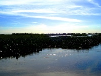 Foto de pesca con mosca