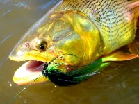 Foto de pesca con mosca