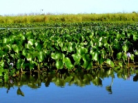 Foto de pesca con mosca