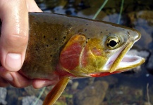 Nicolás Schwint 's Fly-fishing Photo of a Cutthroat – Fly dreamers 