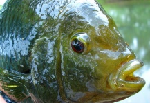  Fotografía de Pesca con Mosca de Chanchita por Nicolás Schwint – Fly dreamers