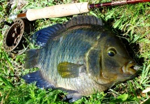 Fly-fishing Picture of Chameleon Cichlid shared by Nicolás Schwint – Fly dreamers