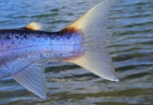 Cool Fly-fishing Pic shared by Martin Ferreyra Gonzalez 