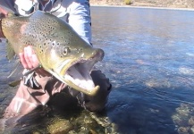 Alejandro Beckmann 's Fly-fishing Catch of a Salmo trutta – Fly dreamers 