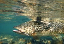 Fly-fishing Picture of Brown trout shared by Alejandro Beckmann – Fly dreamers