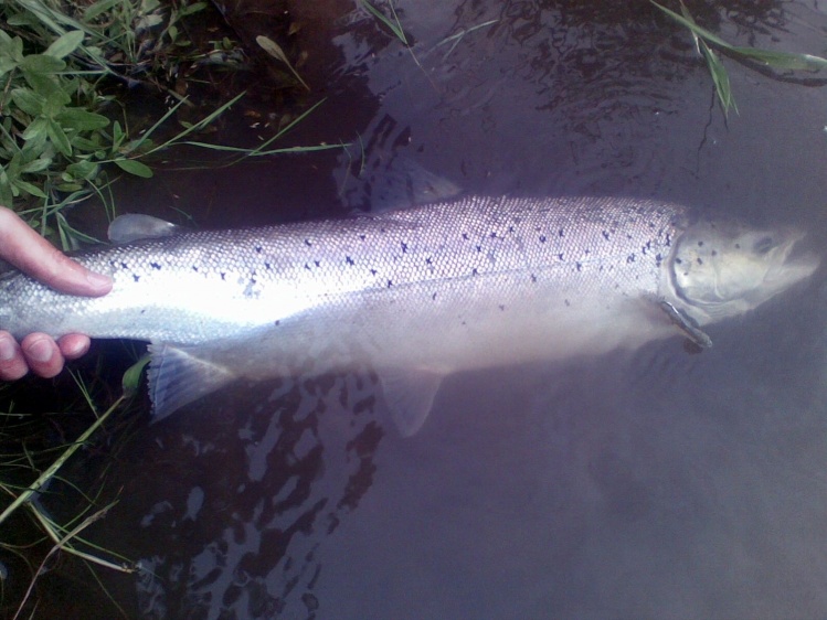 The same 68 cm Sea trout