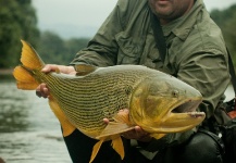 Fly-fishing Picture of Golden Dorado shared by Roberto Garrido Grau – Fly dreamers