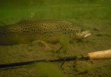 Segundo Beccar Varela 's Fly-fishing Image of a Brown trout – Fly dreamers 