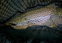 John Arnold 's Fly-fishing Photo of a Brown trout – Fly dreamers 