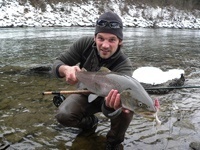 Hucho of the river Mur in Austria