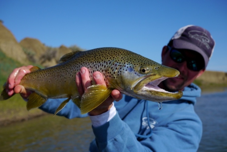 Montana Brown Trout