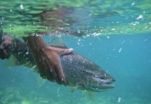  Foto de Pesca con Mosca de Trucha marrón compartida por Matias Curuchet – Fly dreamers