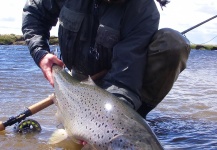 Alexander Trochine 's Fly-fishing Picture of a Sea-Trout – Fly dreamers 