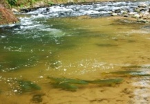 Fly-fishing Situation of Golden Dorado shared by Fly Fishing Salta 