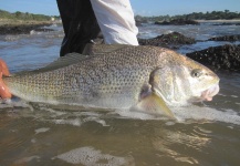  Fotografía de Pesca con Mosca de Corvina Rubia por Va Ca – Fly dreamers