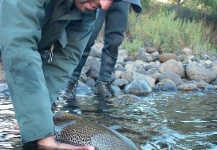  Fotografía de Pesca con Mosca de Trucha marrón por Matias Curuchet – Fly dreamers 