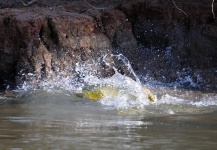  Fotografía de Pesca con Mosca de Dorado por Walter Ruiz – Fly dreamers 