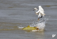 Heron and Golden Dorado in Action by German Ramirez - Fly dreamers