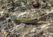 Fly-fishing Picture of Brown trout shared by John Roberts – Fly dreamers