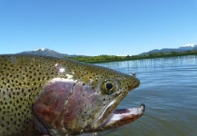  Fotografía de Pesca con Mosca de Trucha arcoiris compartida por Nicolas Becerra – Fly dreamers