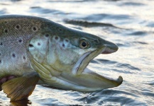 Nicolas Becerra 's Fly-fishing Pic of a Browns – Fly dreamers 