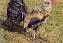 Gallos, Plumas y moscas de Leon